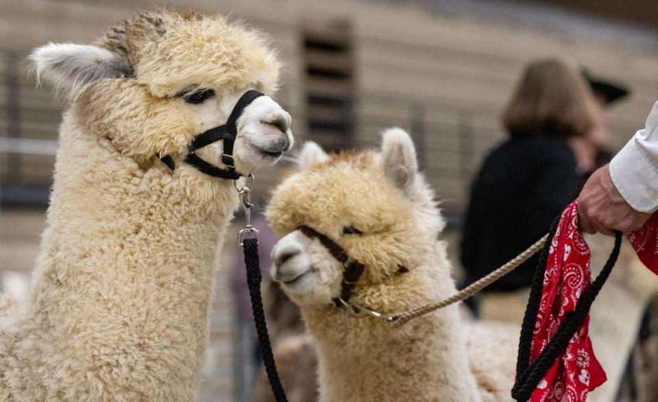 Dale Hoerl of Bucyrus, Kansas, holds a pair of alpacas, while waiting for the Walking Fleece class at the MOPACA Invitational Alpaca Show on Friday, March 22, 2024, at Hale Arena in Kansas City. Hoerl is with Alpacas of Moose Creek. Tammy Ljungblad/tljungblad@kcstar.com