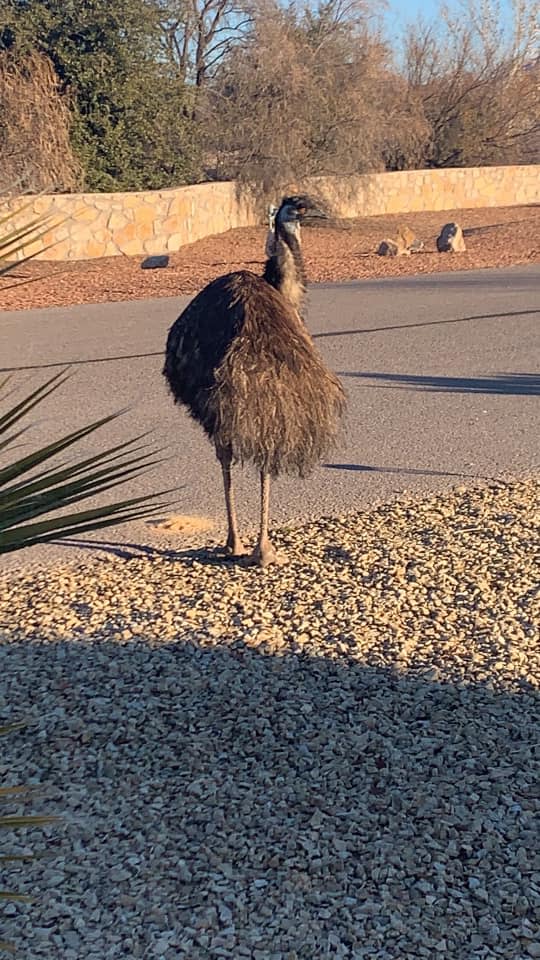 An emu spotted on the loose in a Doña Ana County gated neighborhood, Grey Fox subdivision.