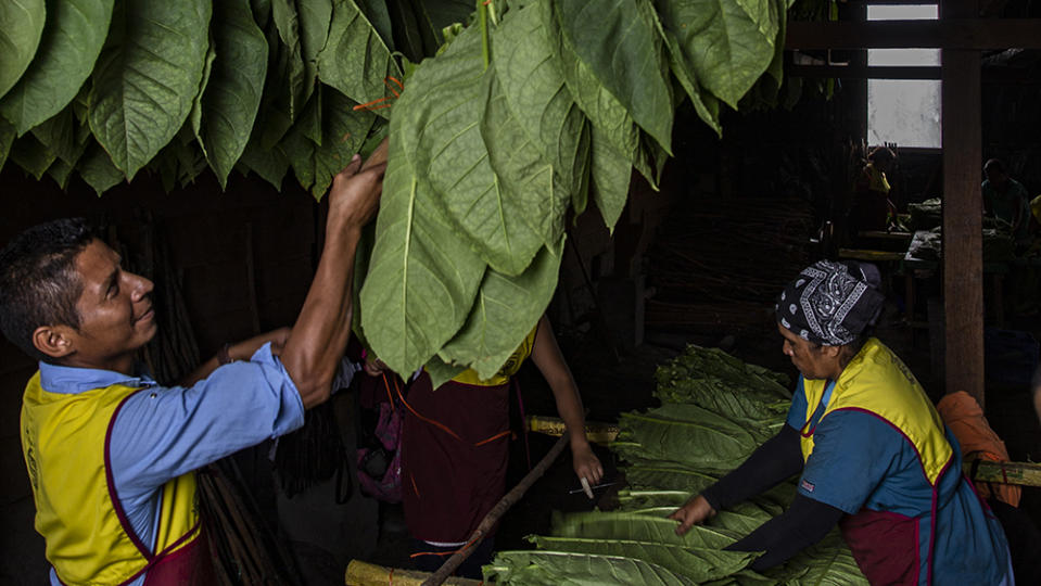The workers hanging the tobacco leaves at the Cigar Padron factory Nicaragua