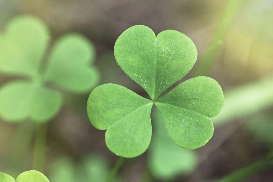 A shamrock symbolizes hope, love, and life.