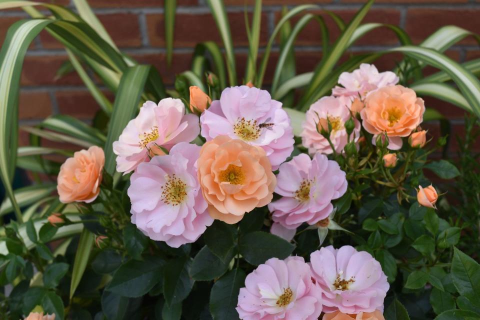 <p>Beautiful semi-double fragrant blooms providing a kaleidoscope of colours. Flowering all summer long, this compact floribunda is perfect for patios.</p><p>• <a href="https://www.classicroses.co.uk/" rel="nofollow noopener" target="_blank" data-ylk="slk:Peter Beales Roses;elm:context_link;itc:0;sec:content-canvas" class="link ">Peter Beales Roses</a></p>