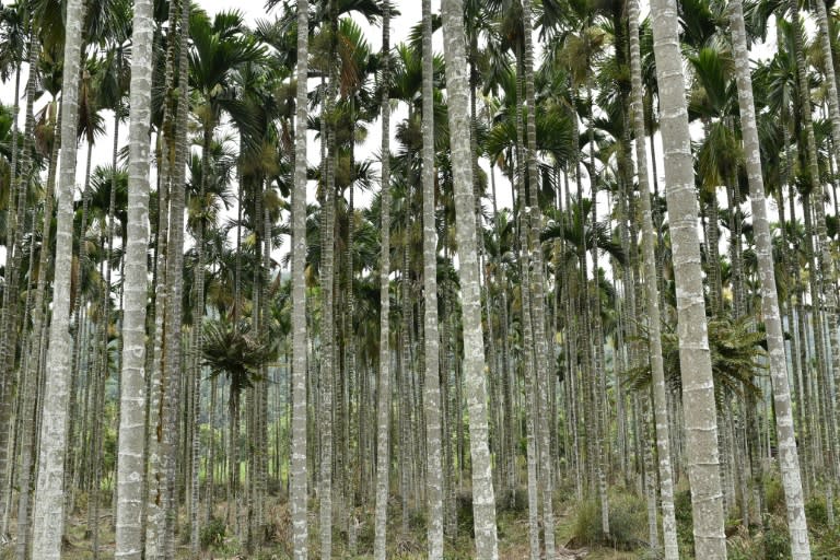 Betel nut skinny palms still pervade parts of the rural landscape and flashing signs at roadside kiosks flag down drivers, although they are lower key than in the past