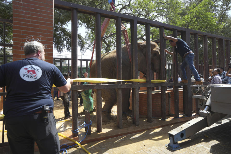 Veterinarians from the global animal welfare group, Four Paws, conduct a medical check-up of an elephant named "Noor Jehan" at Karachi Zoo, in Karachi, Pakistan, Wednesday, April 5, 2023. Foreign veterinarians visited the sickly elephant at the southern Pakistani zoo amid widespread concern over her well-being and living conditions. (AP Photo/Fareed Khan)
