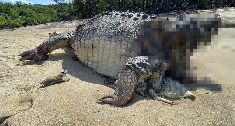 An image of the decapitated crocodile.