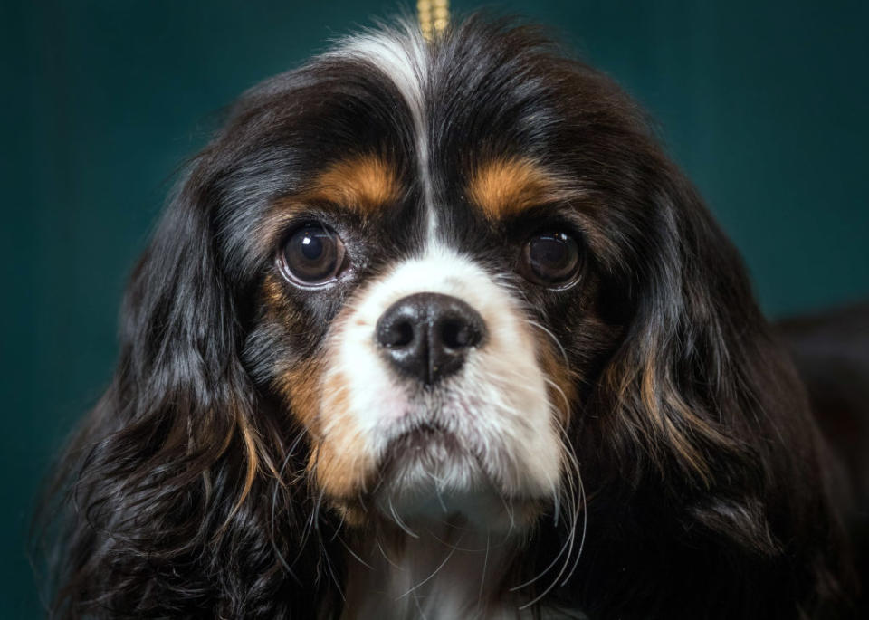 10. Cavalier King Charles spaniel