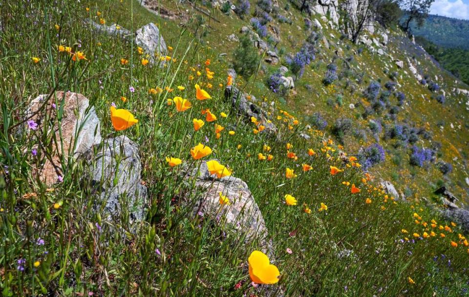 Flores silvestres como amapolas de California y 'wild lupines' crecen en una ladera cerca del Sendero del Río San Joaquín, el miércoles 12 de abril de 2023.