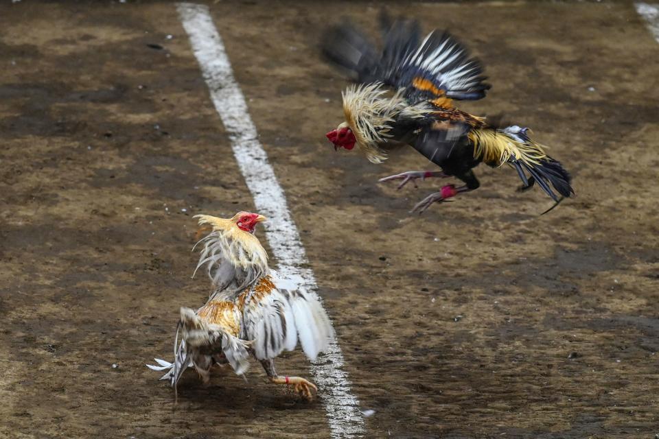 <p>En la imagen, dos gallos participan en una pelea en el Coliseo de San Pedro, en la provincia filipina de La Laguna. En el país asiático esta tradición sangrienta cuenta con mucha popularidad. (Foto: Jam Sta Rosa / AFP / Getty Images).</p> 