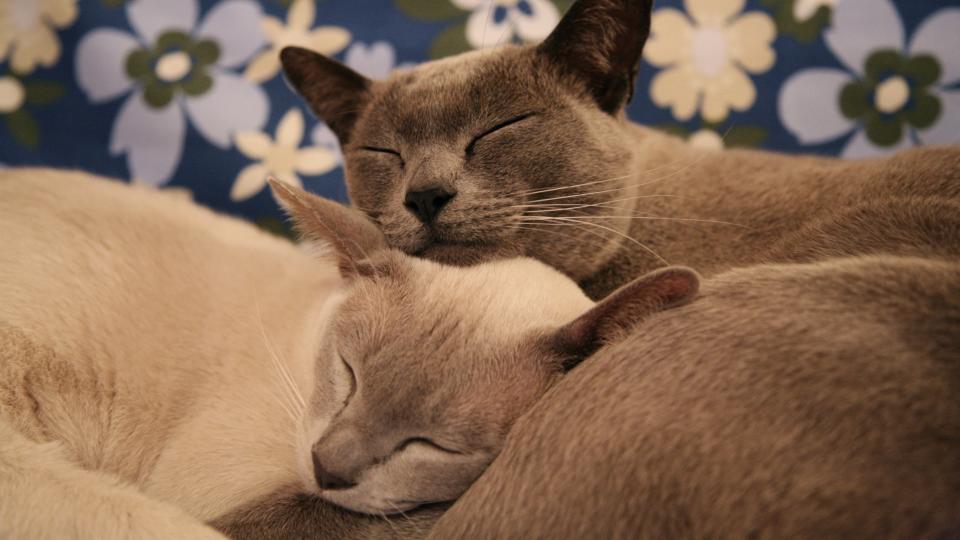 Two Burmese cats