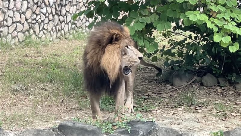 壽山動物園獅子下班前呢喃，每天4點50分左右都會上演一次。（圖／翻攝Shou Shan Zoo 壽山動物園臉書）