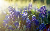 Texas-Bluebonnets-Spring-07-TXBLOOMS0316.jpg