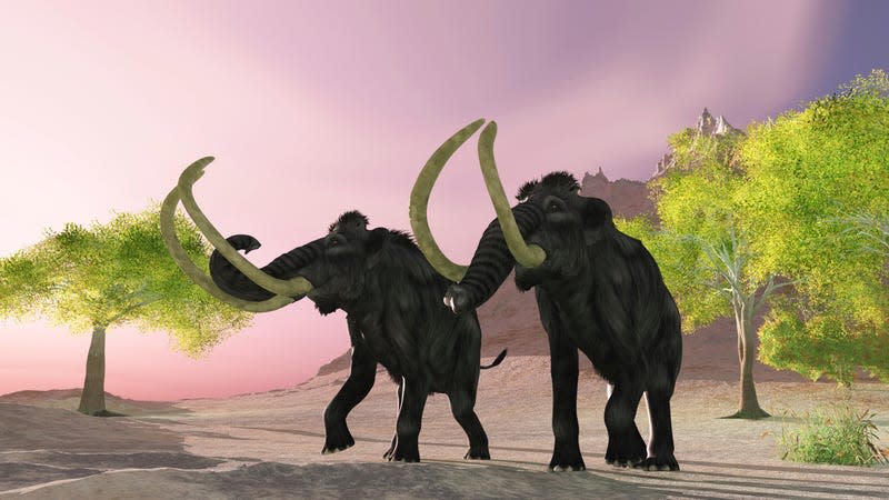 A rosy morning finds two Woolly Mammoths searching for better vegetation to eat.