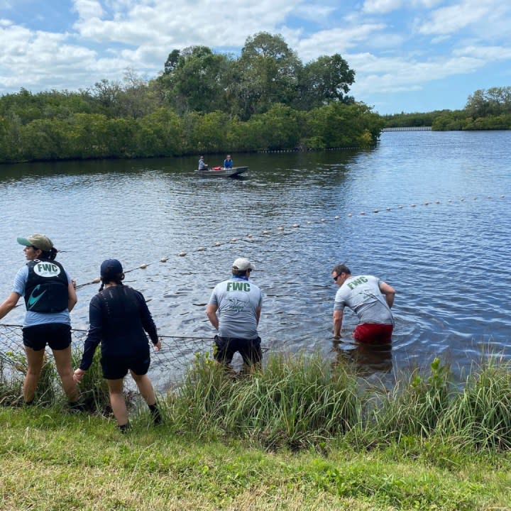 A photo of staff and volunteers preparing to rescue the manatee from the water. Credit: FWC