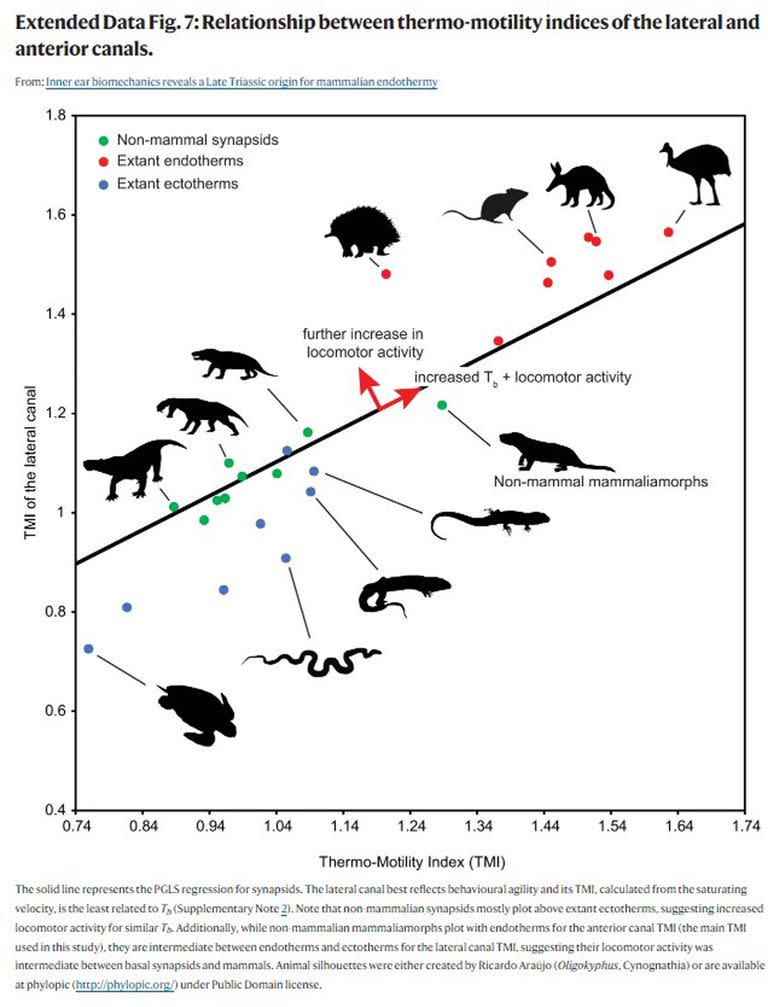 Las primeras criaturas que alcanzaron este hito, llamadas sinápsidos mamíferos, no se clasifican formalmente como mamíferos -los que aparecieron unos 30 millones de años después-, pero sí comenzaron a adquirir rasgos asociados a ellos