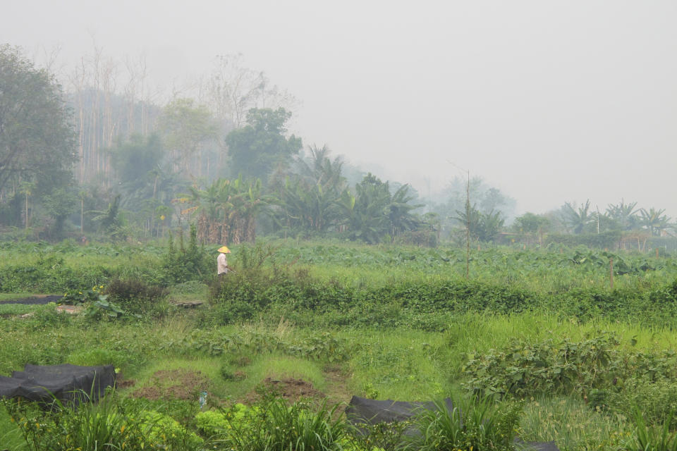 A farmer tends their fields in stifling temperatures as surrounding hills are choked by smoke from field and hill fires across the region, Thursday, April 4, 2024, in Luang Prabang, Laos. Financial officials of the Association of Southeast Asian Nations were meeting in the city to discuss ways to secure financing to help shift to more sustainable and less polluting agriculture and energy. (AP Photo/Elaine Kurtenbach)