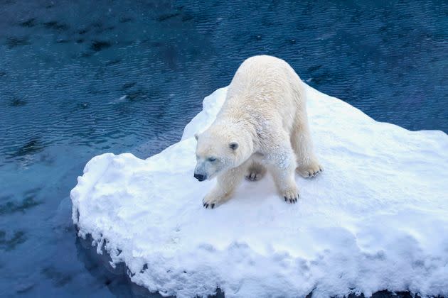 Polar Bear standing on the melting ice is symbolic of Global warming from the climate crisis and the catastrophic heatwave, Climate Change (Photo: chuchart duangdaw via Getty Images)