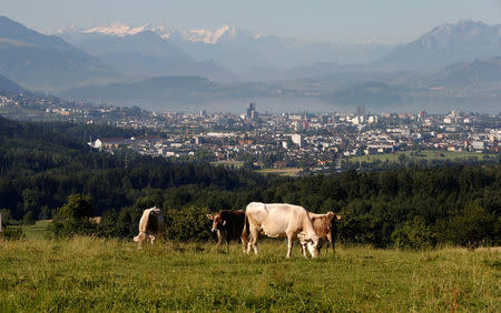 FILE PHOTO: Cows stand in a meadow with the Swiss town of Zug and the Swiss Alps in the background August 2, 2013. REUTERS/Arnd Wiegmann/File Photo