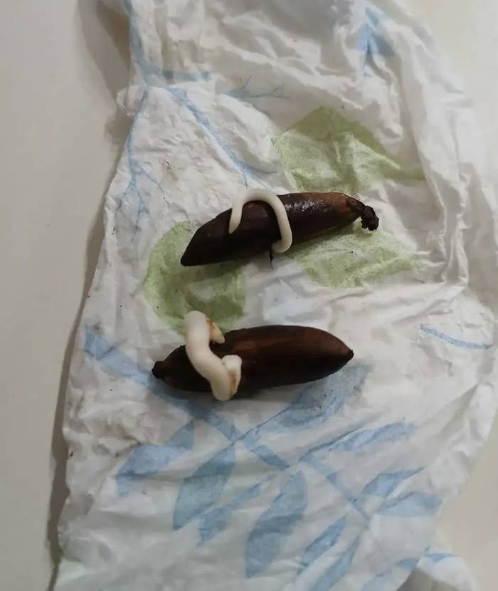 Two dark, banana-like objects on a crumpled paper surface with small amounts of white mold growing on them