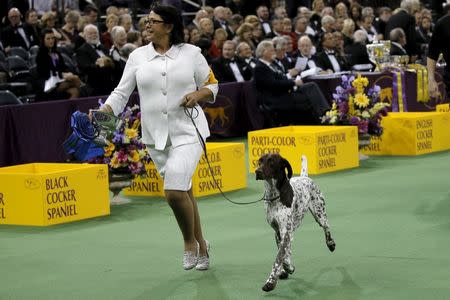 CJ, a German Shorthaired Pointer, is run by his handler after winning the Sporting Group During the Westminster Kennel Club Dog show at Madison Square Garden in New York February 16, 2016. REUTERS/Mike Segar