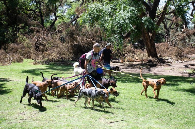 Camila, paseando a los perros entre los árboles y las ramas caídas