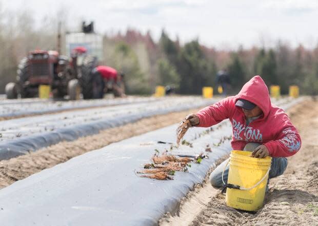 New rules governing how temporary foreign workers have to self-isolate in New Brunswick are raising concerns about farmers' abilities to afford to plant crops this season. (Graham Hughes/The Canadian Press - image credit)