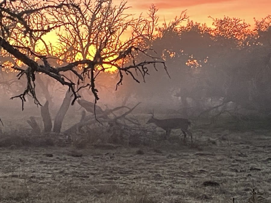 A deer seen at sunrise in Harper on Nov. 5, 2023. (KXAN Viewer Photo)