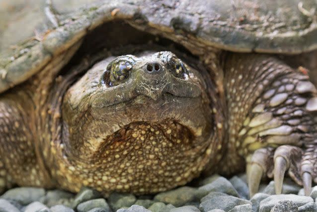 A snapping turtle native to the US. File pic. Source: Getty Images