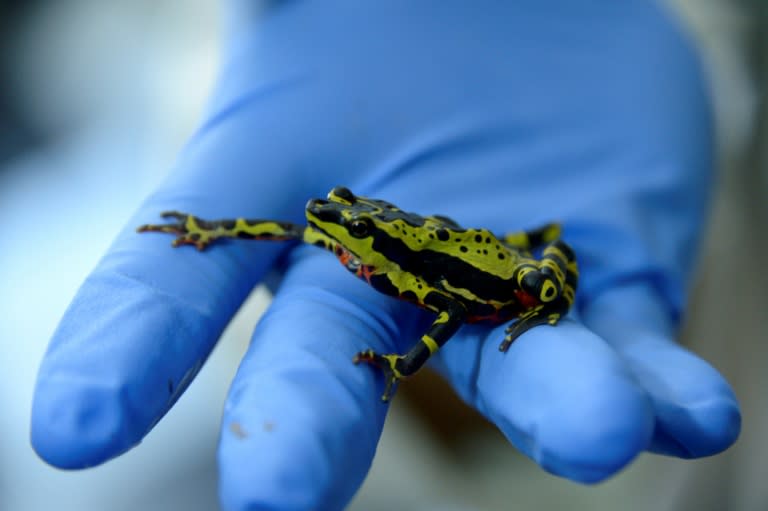 Ecuador is promoting an "ethical" bio trade of rare and colorful frogs and toads for the global pet market and with educational aims, to curb the lucrative illegal trade of amphibians captured in the wild