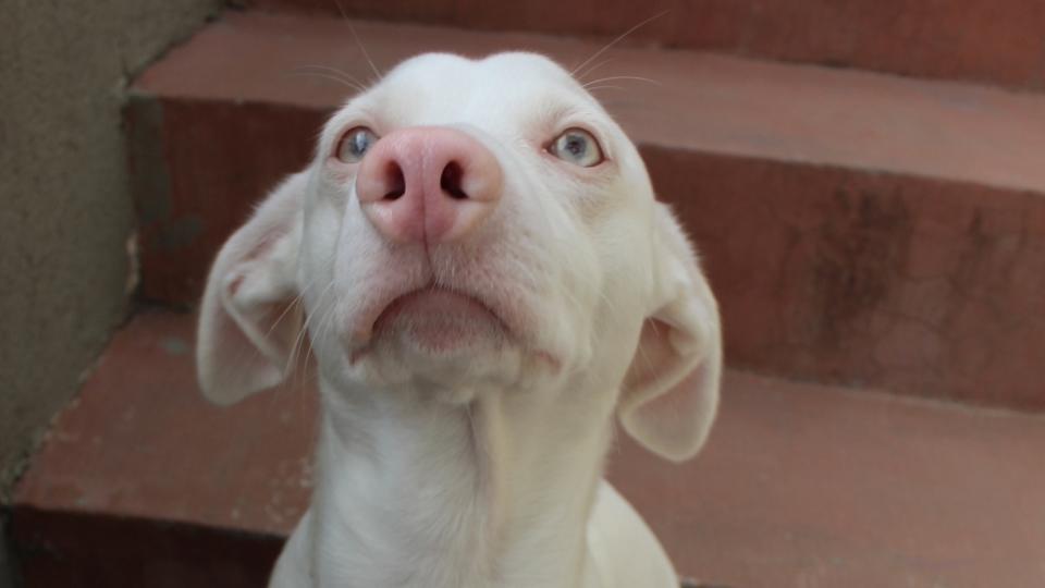 Albino dog