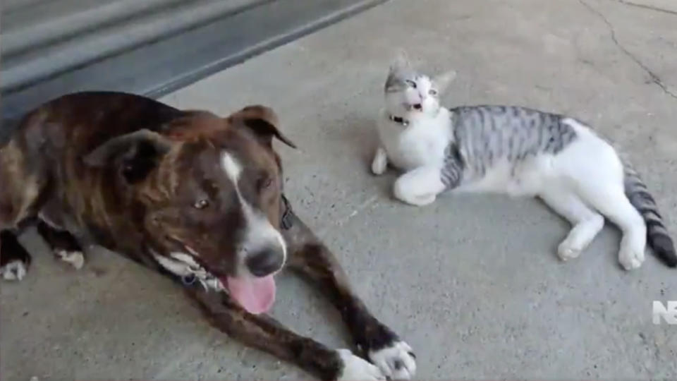 Rambo (left) the dog and Cookie (right)  the, now missing, cat.