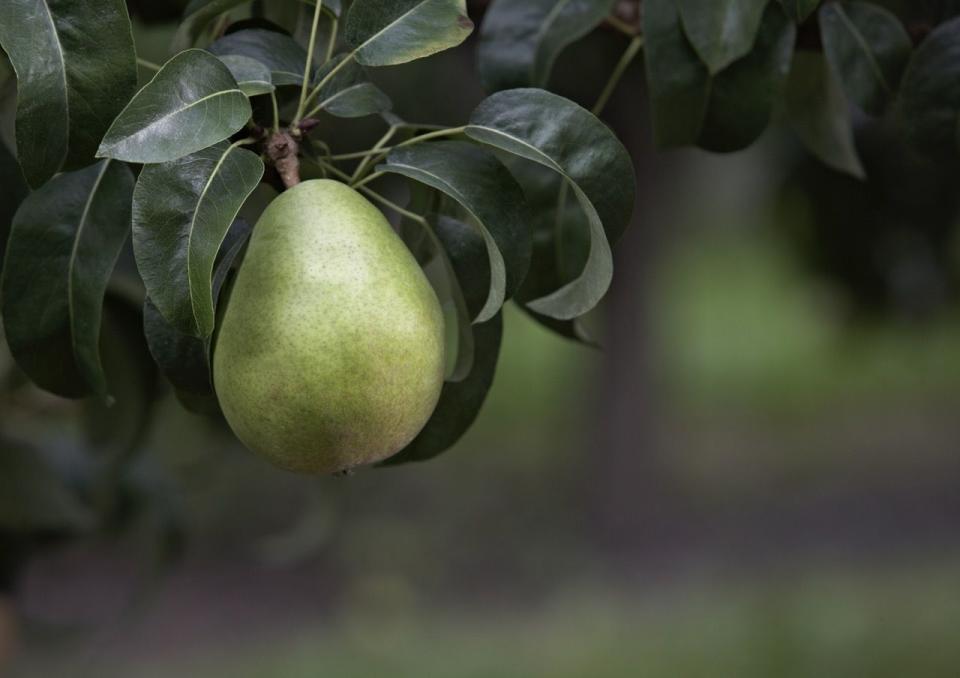 a green pear on a branch