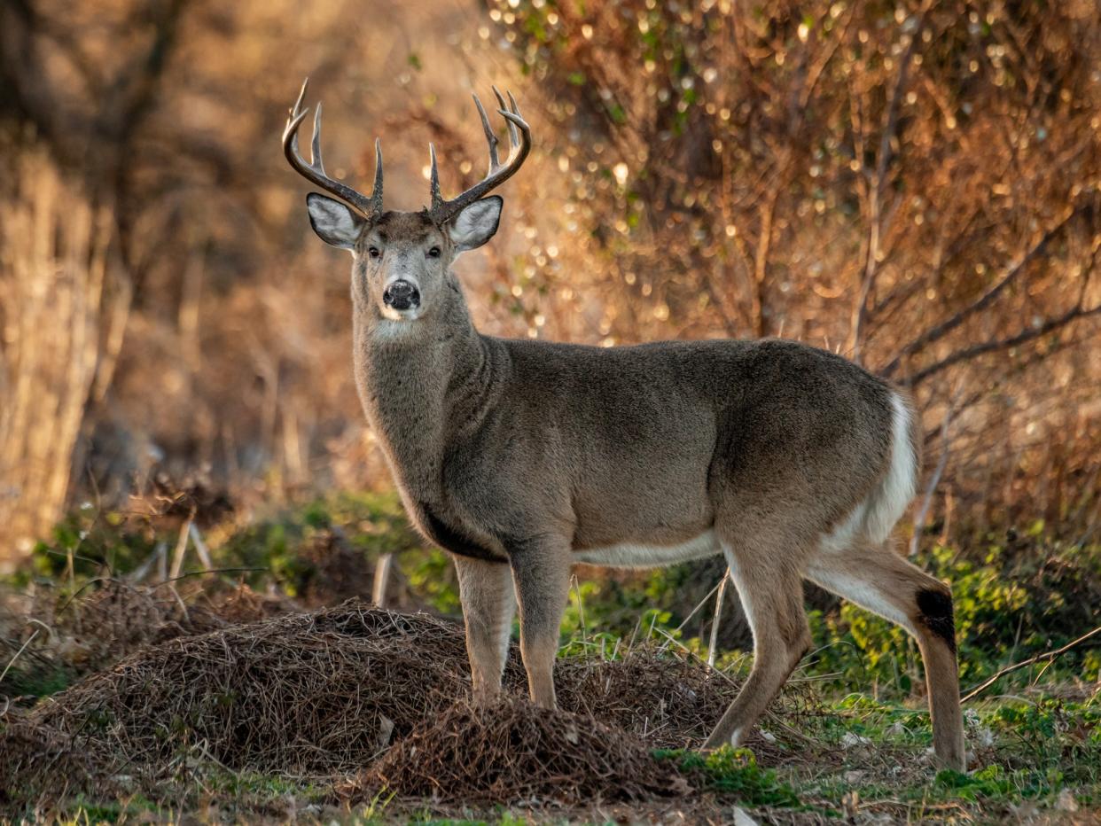 Male white-tailed deer, native to the Americas, are known as bucks, while a male red deer is known as a stag: Getty Images/iStockphoto