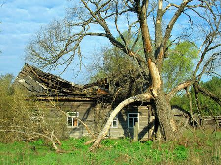 An abandoned house is seen in the Chernobyl exclusion zone. REUTERS/Valeriy Yurko/T.G. Deryabina et al/Current Biology 2015