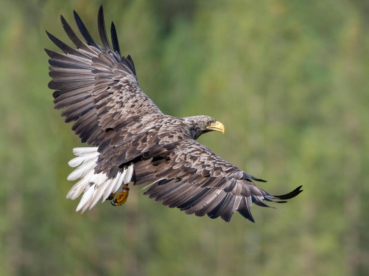 The white-tailed eagle, also known as the sea eagle, or ‘flying barn doors' is the UK’s biggest bird of prey with a wingspan of up to 8 feet (Getty)