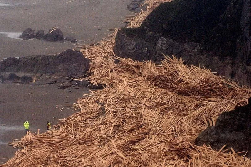 A sea of timber covers Whitsand Bay -Credit:RICHARD LAPPAS.