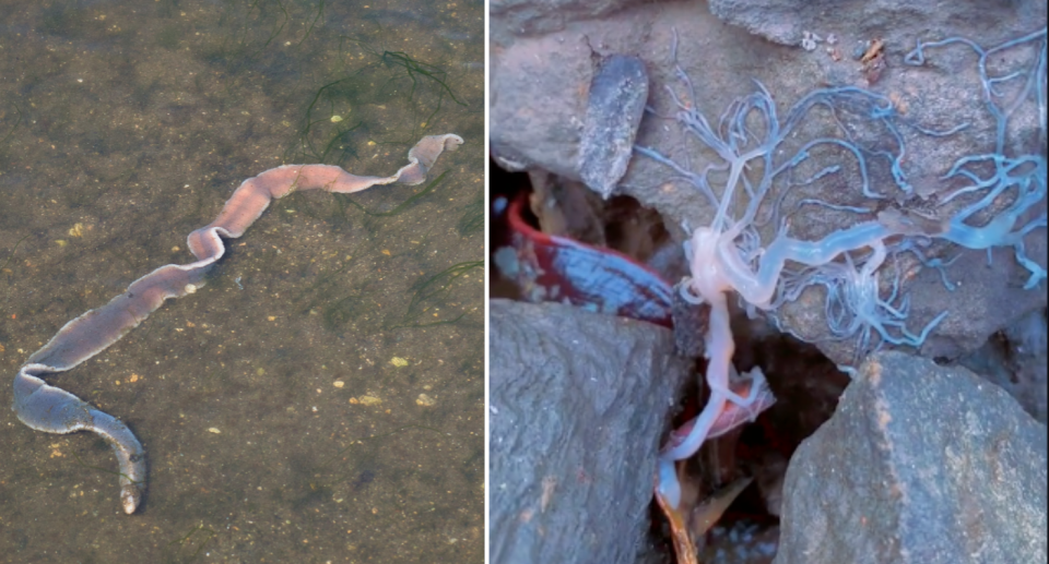 Left image of a faint red ribbon worm in shallow water. Right image of a ribbon worm's proboscis, an organ which extends from their body.