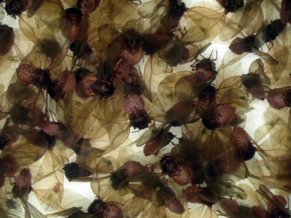 The insects found washed ashore at Southern Maine beaches last year has been identified as the hemlock woolly adelgid, an invasive species that kills hemlock trees.