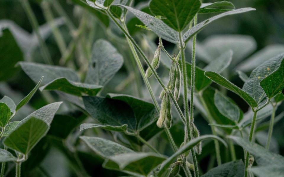 A soy bean crop in Tiffin, Iowa