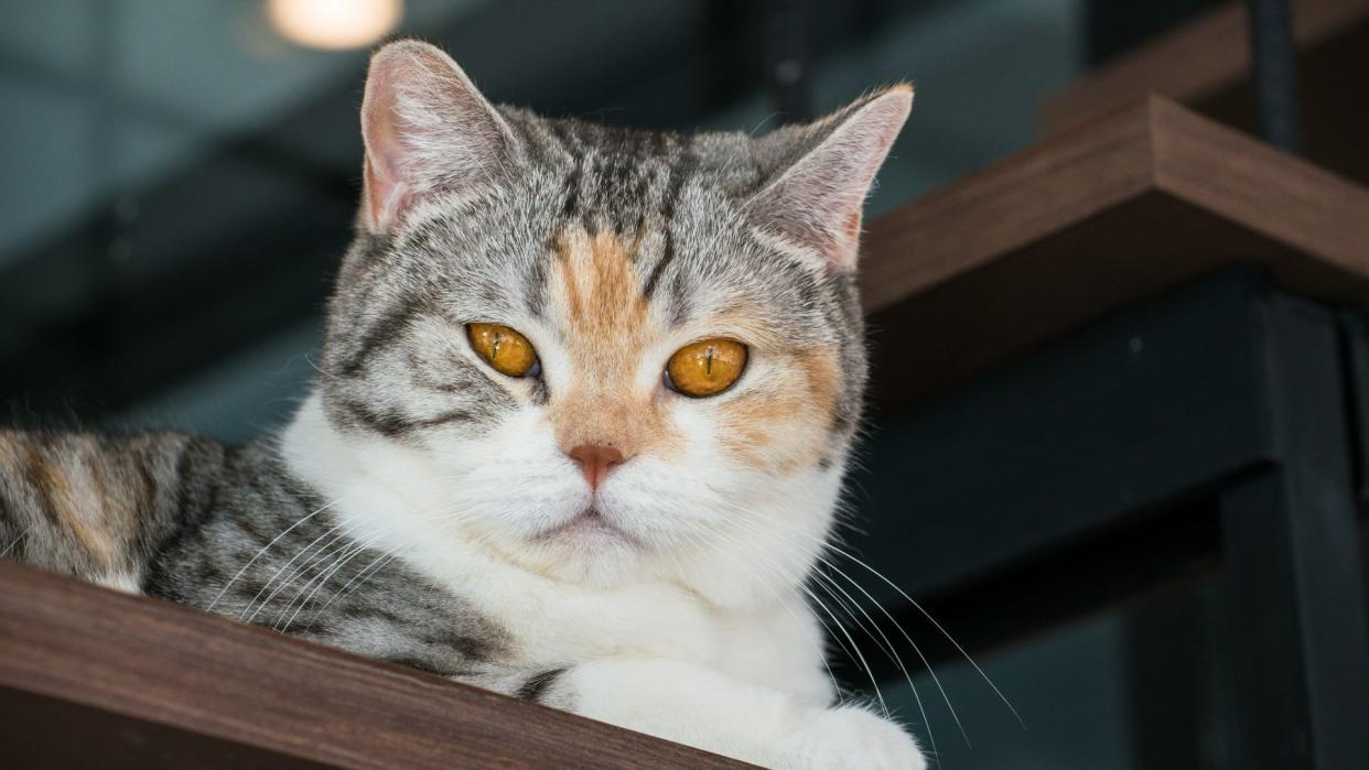 American wirehair cat