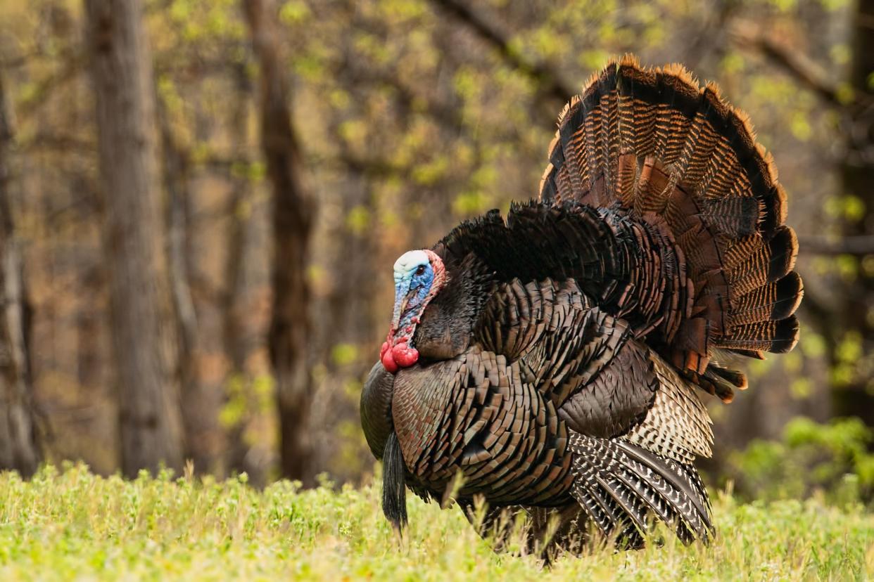 Trying to entice females and ward of other males, this Tom turkey is fully puffed out and his head engorged.  Copy space to the left of bird in blurred forest.