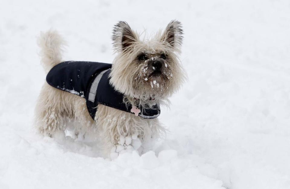 small fluffy dog breeds cairn terrier