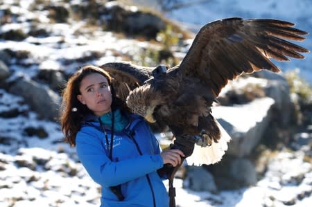 Victor, a nine year old white-tailed eagle equipped with a 360 camera, gets ready to fly over glaciers and mountains from the Plan de l’Aiguille back to Chamonix