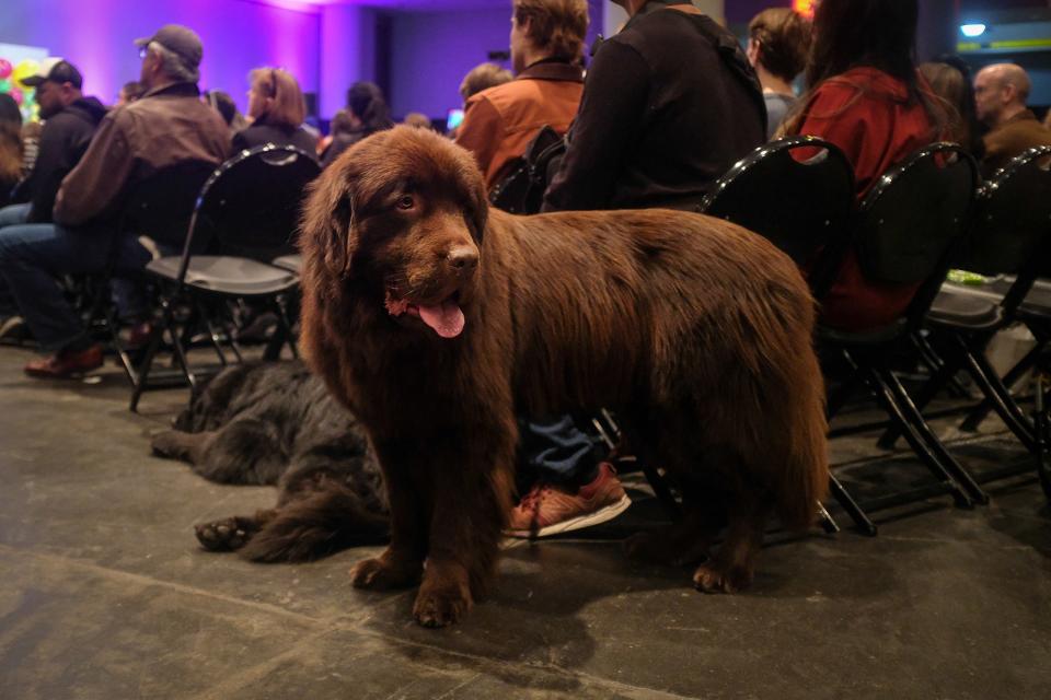 Inside PetCon 2018, the largest gathering of Insta-famous pets—and those aspiring to spon-con their sheepadoodle.