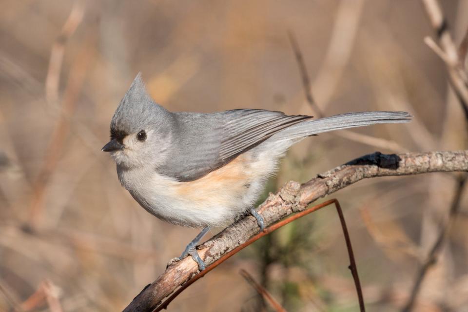 This Tufted Titmouse could be one of the birds visiting your yard this season. What birds are you likely to see in Indiana?