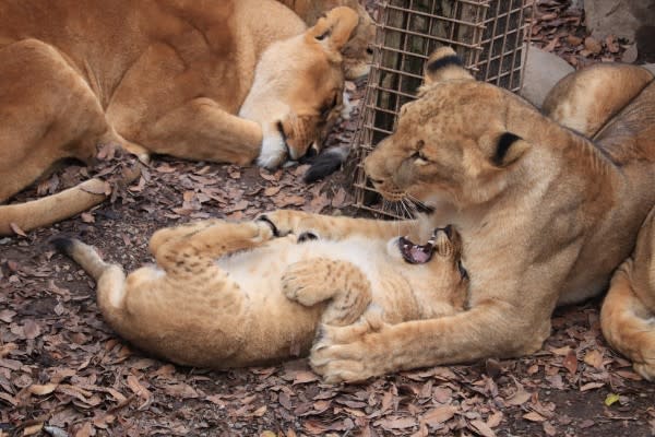 日本群馬動物園小獅子翻肚瞇眼睡姿超萌　網笑：貓咪無誤！