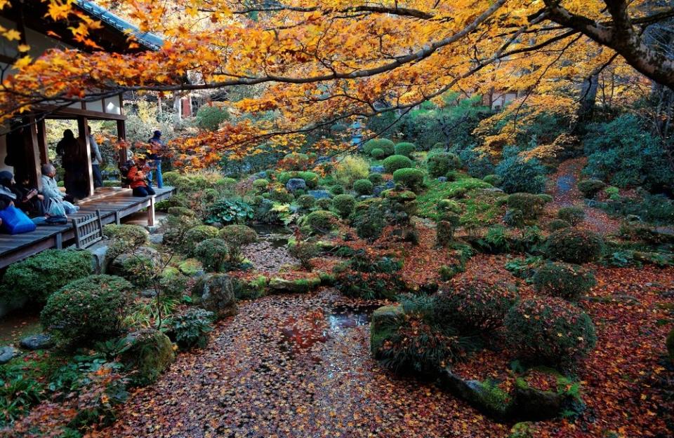 Japanese garden with people looking at colorful leaves in Kyoto in autum