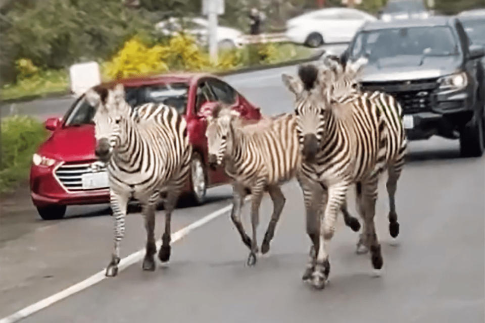 Zebras run loose on the eastern outskirts of Seattle. (@jonerick1 via Instagram)