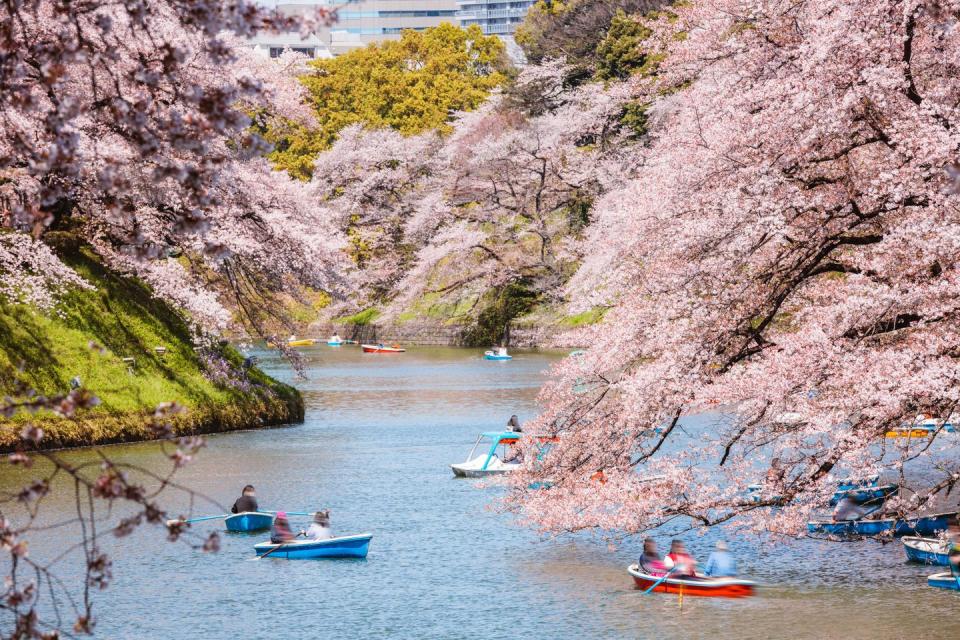 public park in springtime during cherry blossom season, tokyo, japan