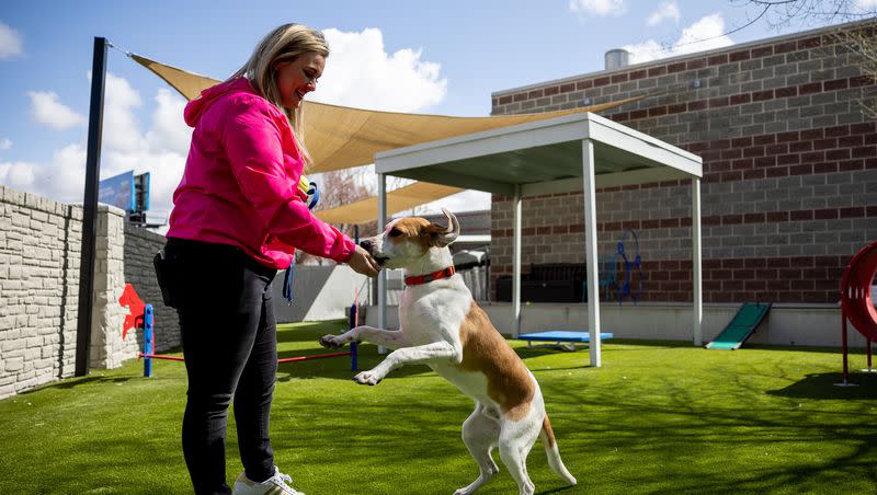 Jami Johanson, who works in special programs for Salt Lake County Animal Services, plays with Echo, an 11-month old coonhound mix, at the agency’s facility in Millcreek on Thursday, April 20, 2023.