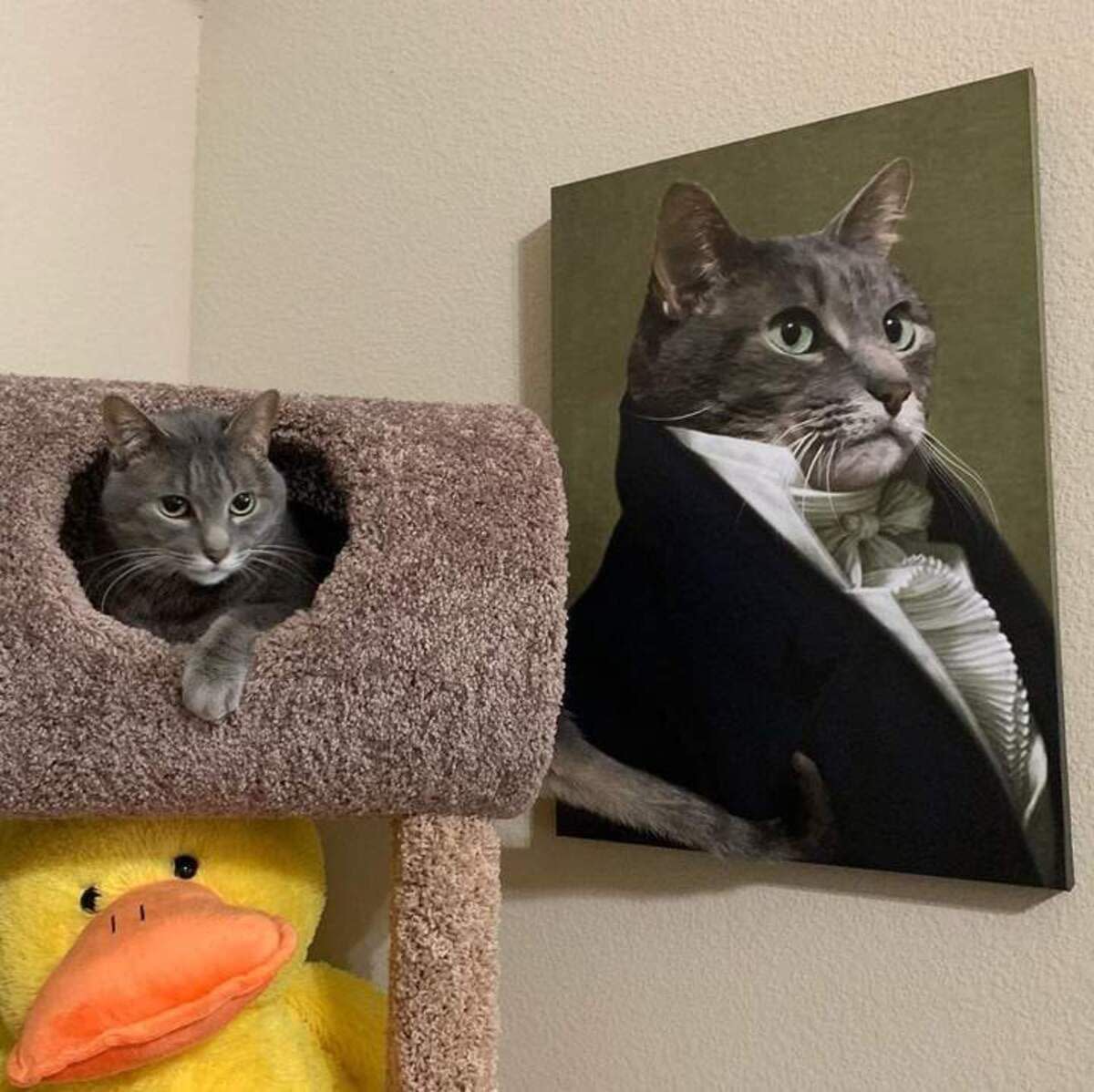 Custom Pet Canvas of a Pet Cat From Crown & Paw