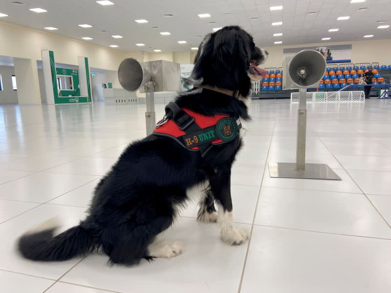 Dubai to deploy sniffer dogs to detect COVID-19 at major events